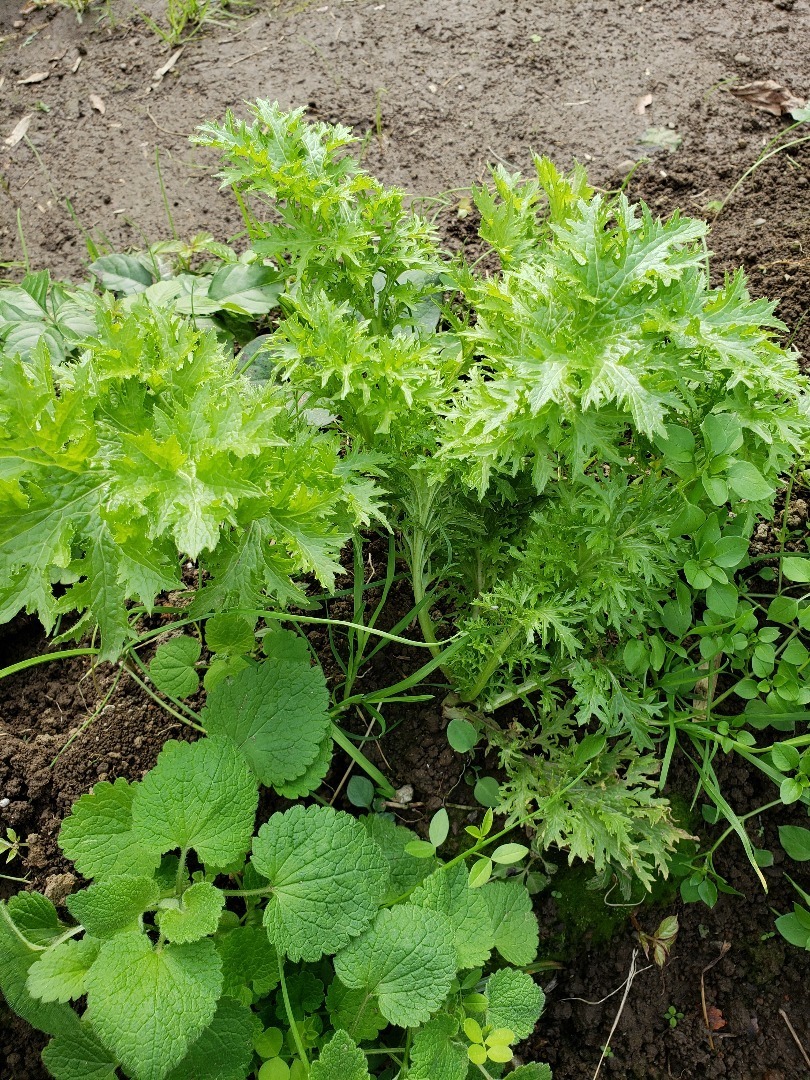 わさび菜 適度に適当な舞華の家庭菜園